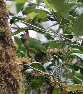 Modest Tiger-Parrot - ML269211821