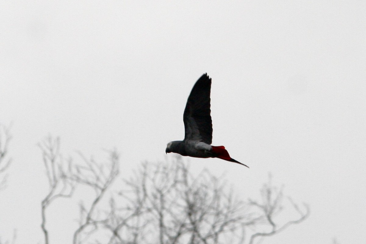 papoušek žako (ssp. erithacus) - ML269211911