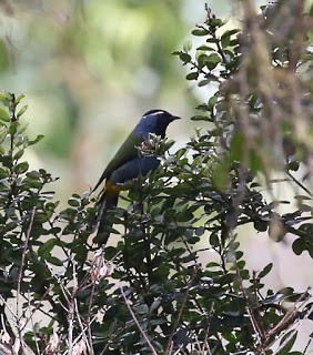 Eastern Crested Berrypecker - ML269212851