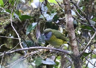 Eastern Crested Berrypecker - ML269212901