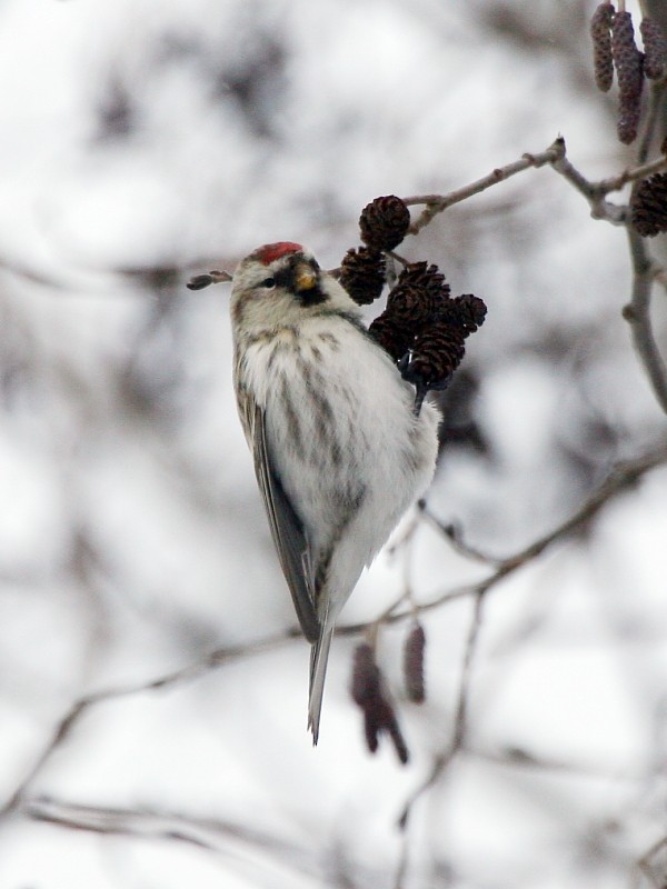 Hoary Redpoll (exilipes) - ML269213141