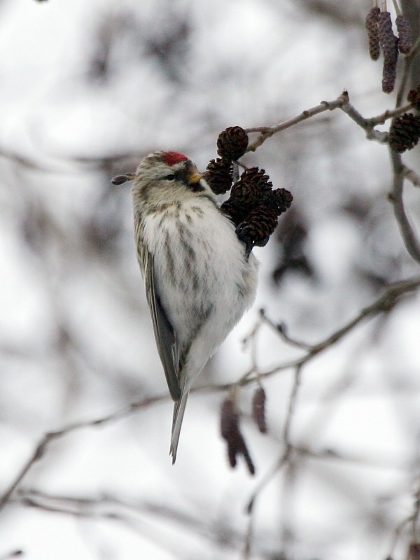 Hoary Redpoll (exilipes) - ML269213151