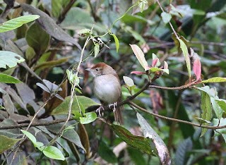 Papuan Grassbird - ML269214631