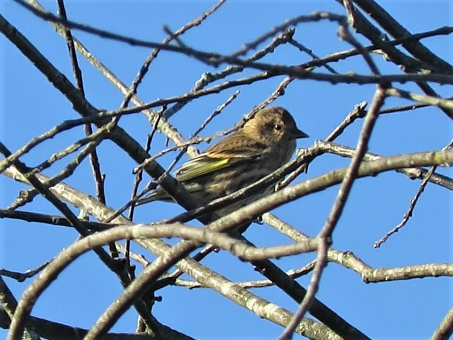 Pine Siskin - ML269215161