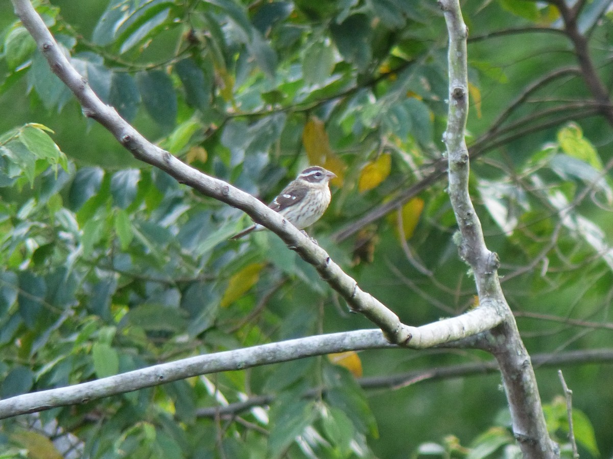 Rose-breasted Grosbeak - ML269216971