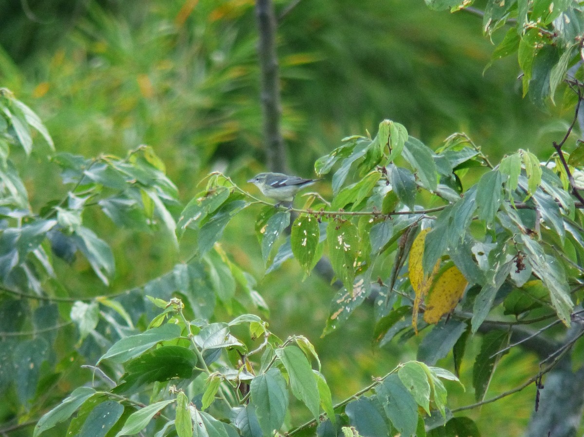 Cerulean Warbler - ML269217231