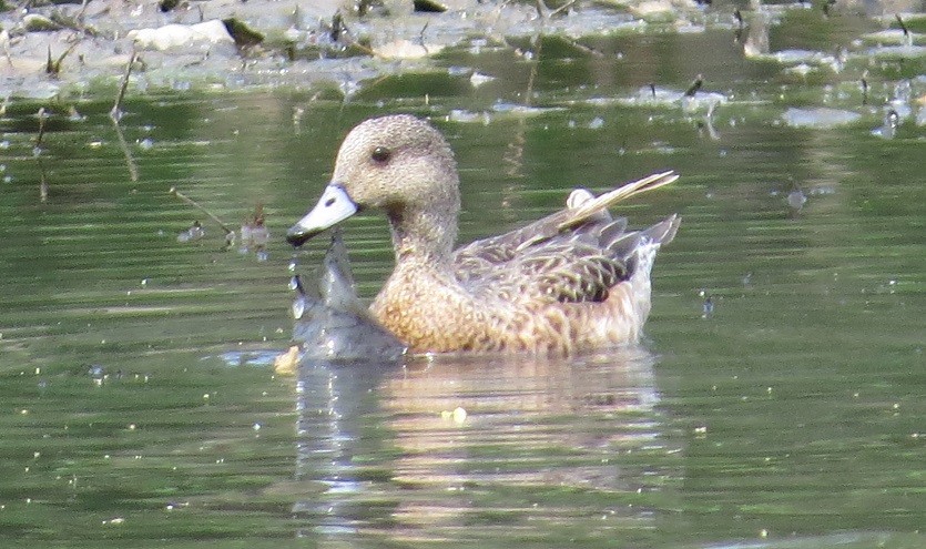 American Wigeon - ML26921911