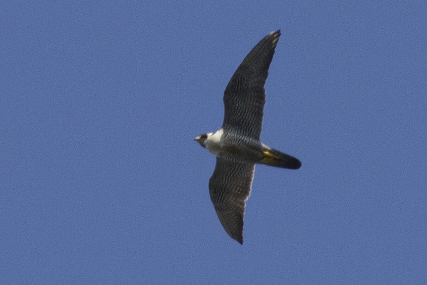 Peregrine Falcon - ML269219121