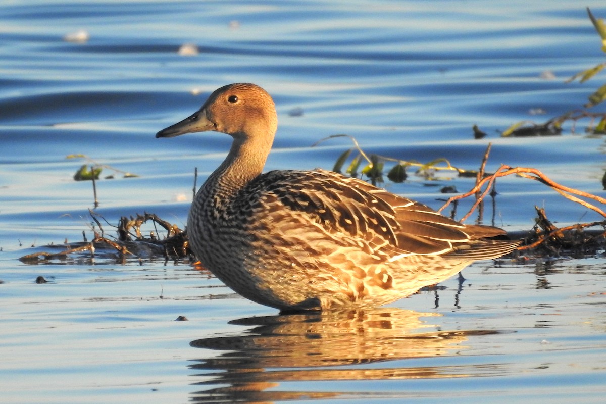 Northern Pintail - Terry Walsh