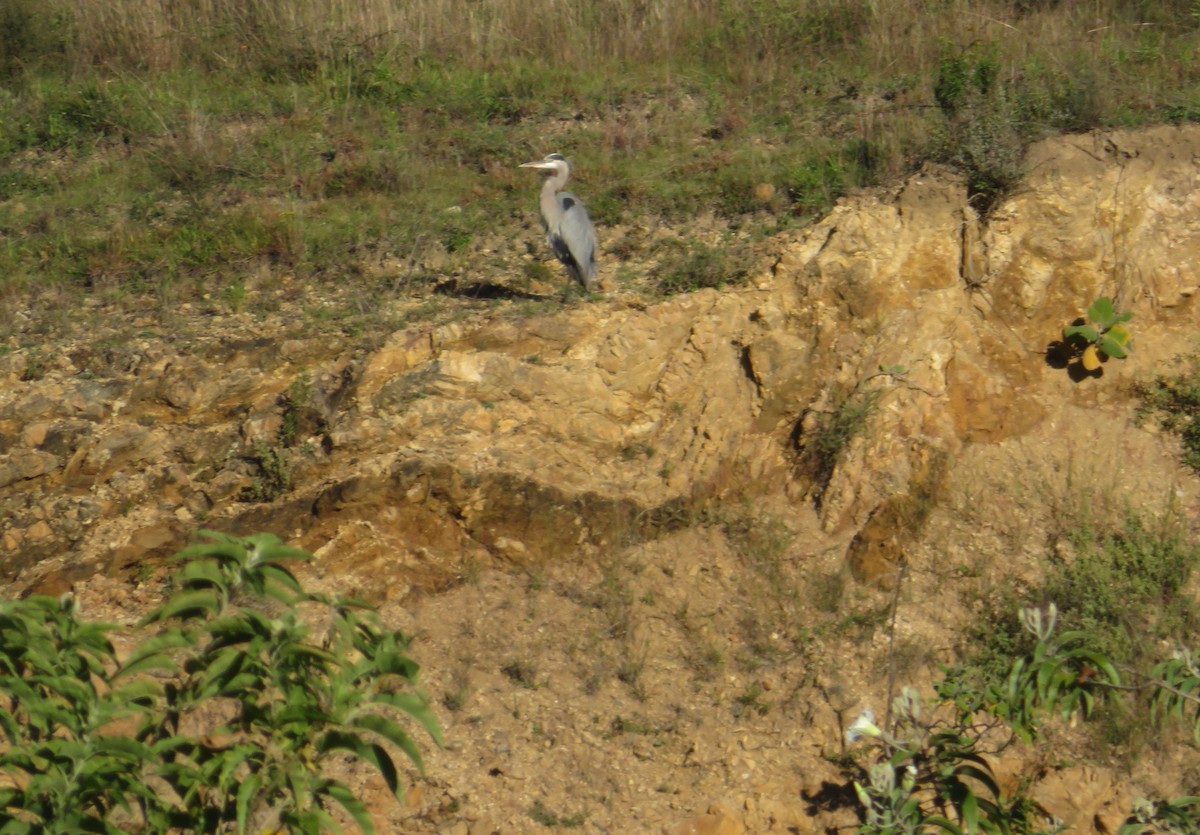 Great Blue Heron - ML269223171