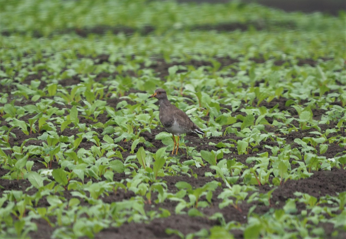 Gray-headed Lapwing - ML269223231