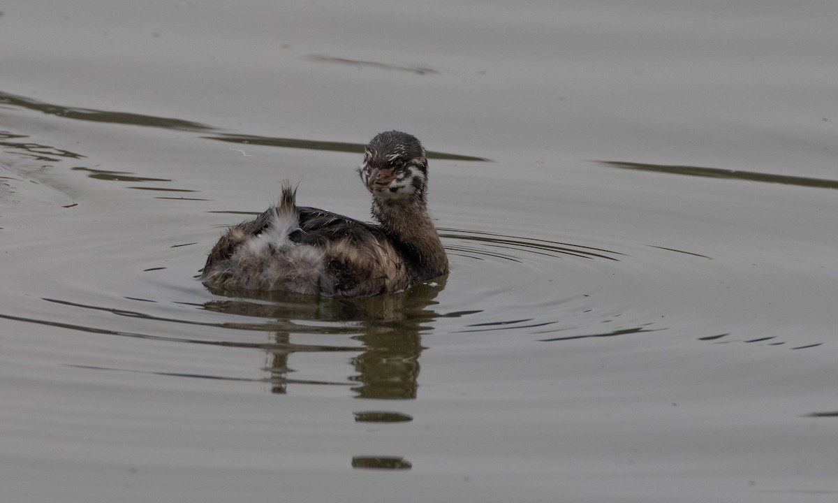 Pied-billed Grebe - ML269224591