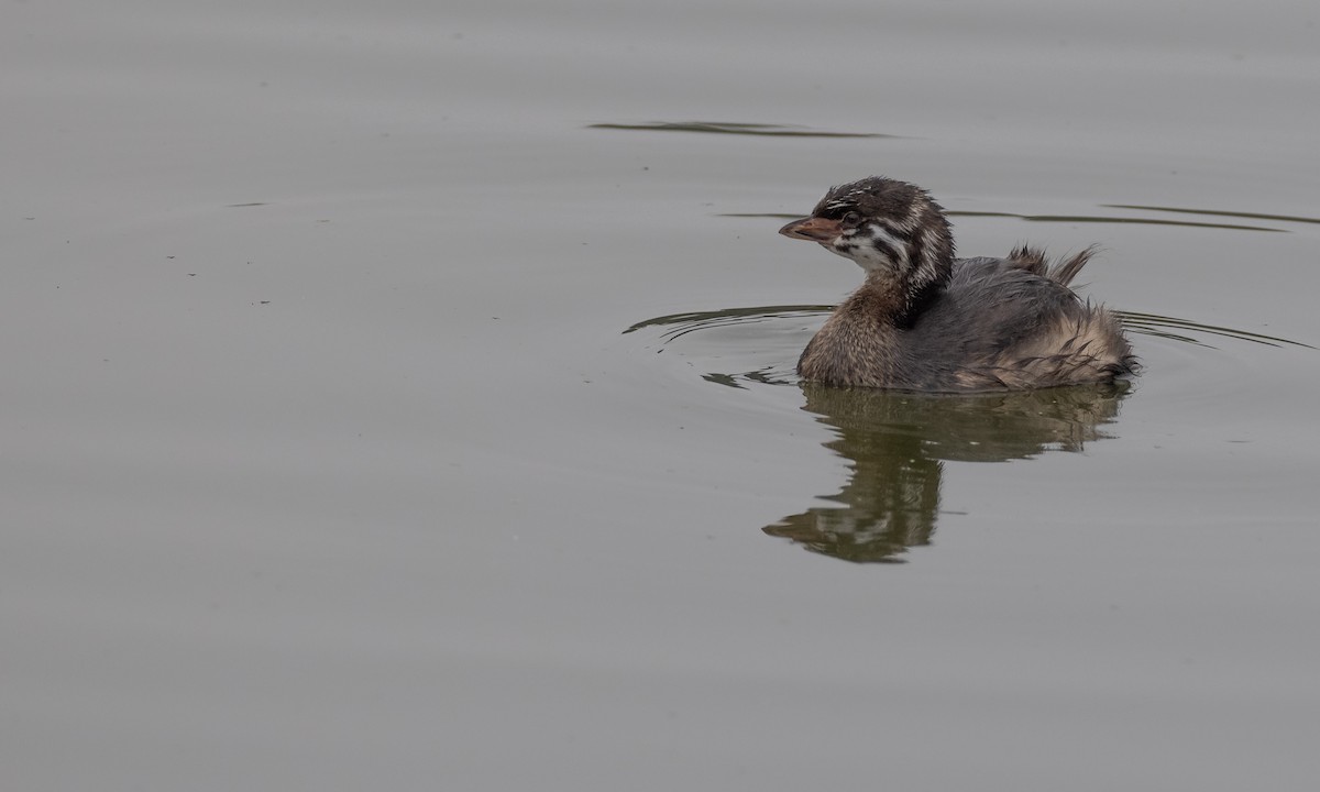 Pied-billed Grebe - ML269224621