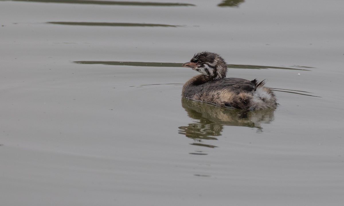 Pied-billed Grebe - ML269224631