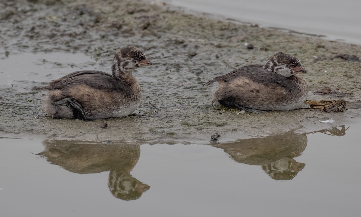 Pied-billed Grebe - ML269224681