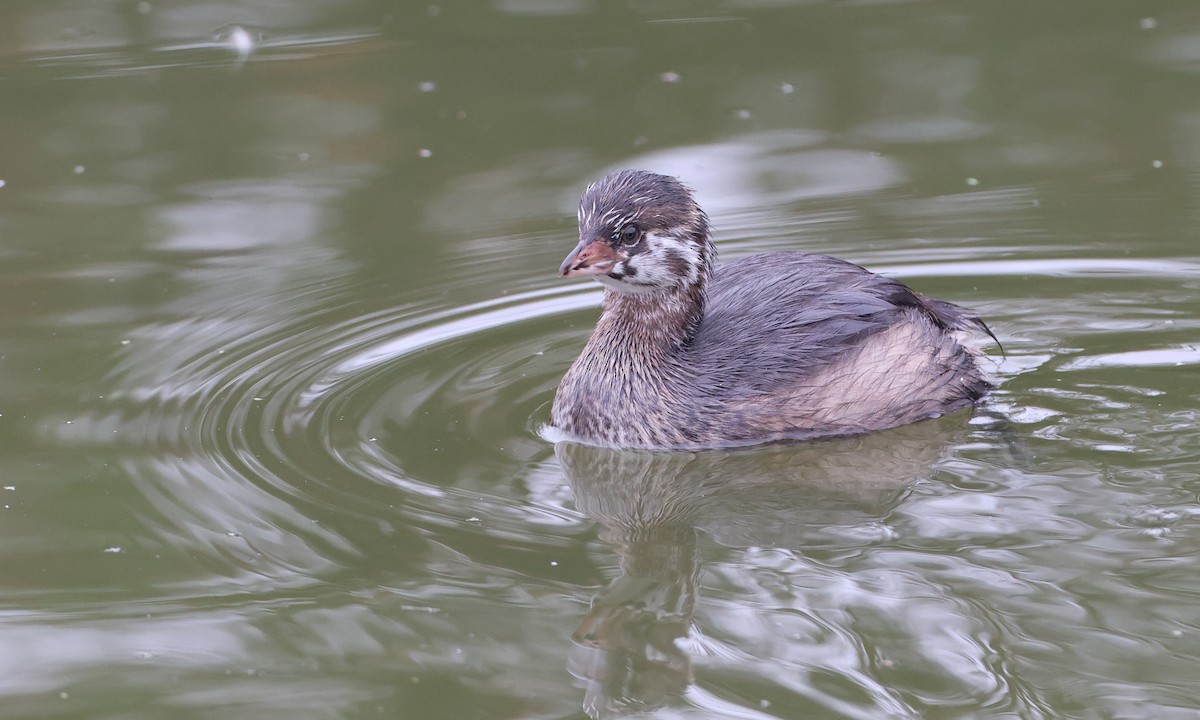 Pied-billed Grebe - ML269224701