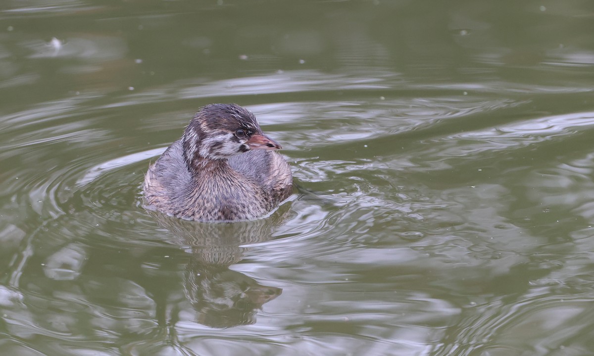 Pied-billed Grebe - ML269224721