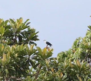 Pied Cuckoo-Dove - ML269226151