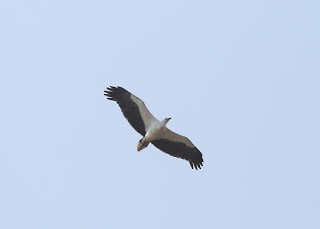 White-bellied Sea-Eagle - ML269226361