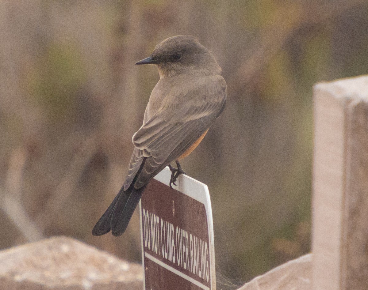 Say's Phoebe - ML269226691