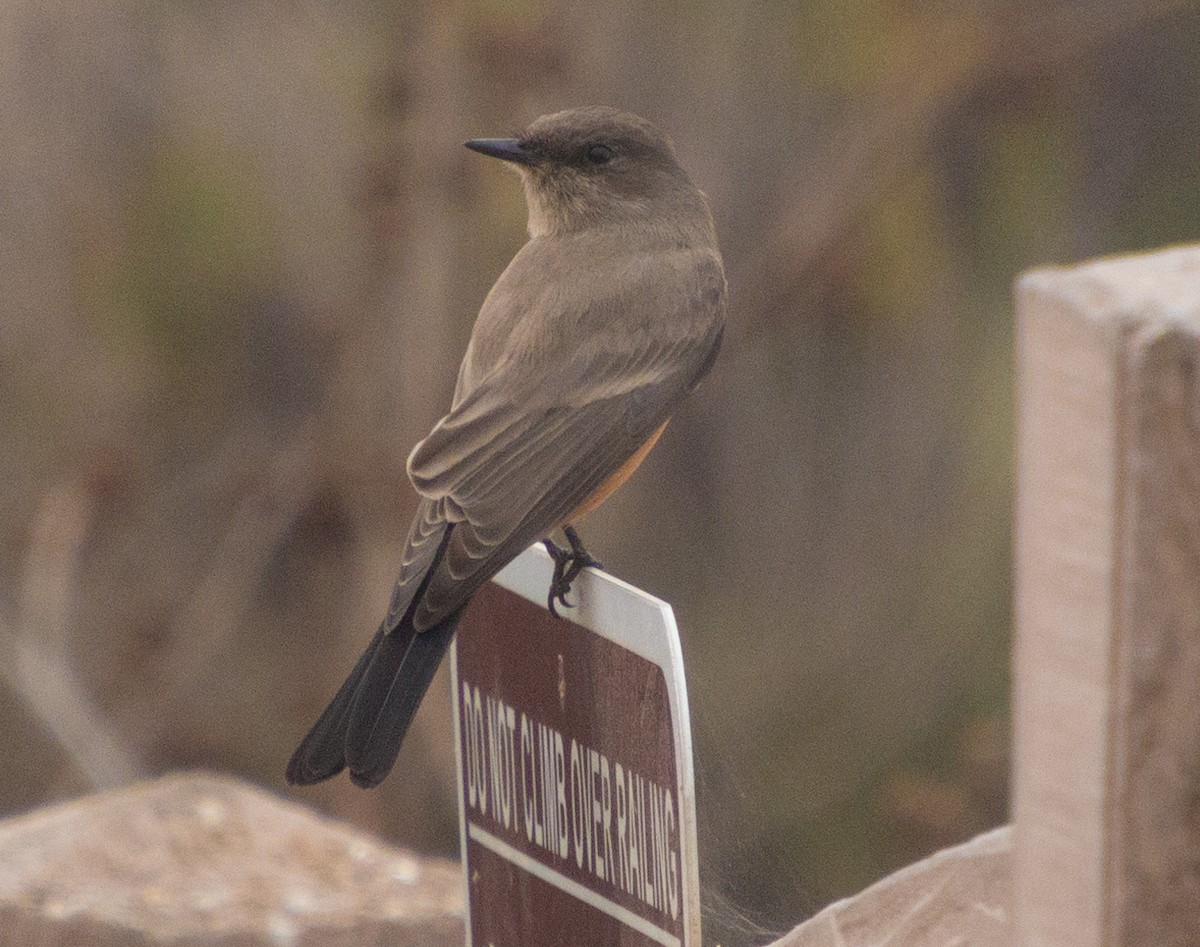 Say's Phoebe - ML269226751