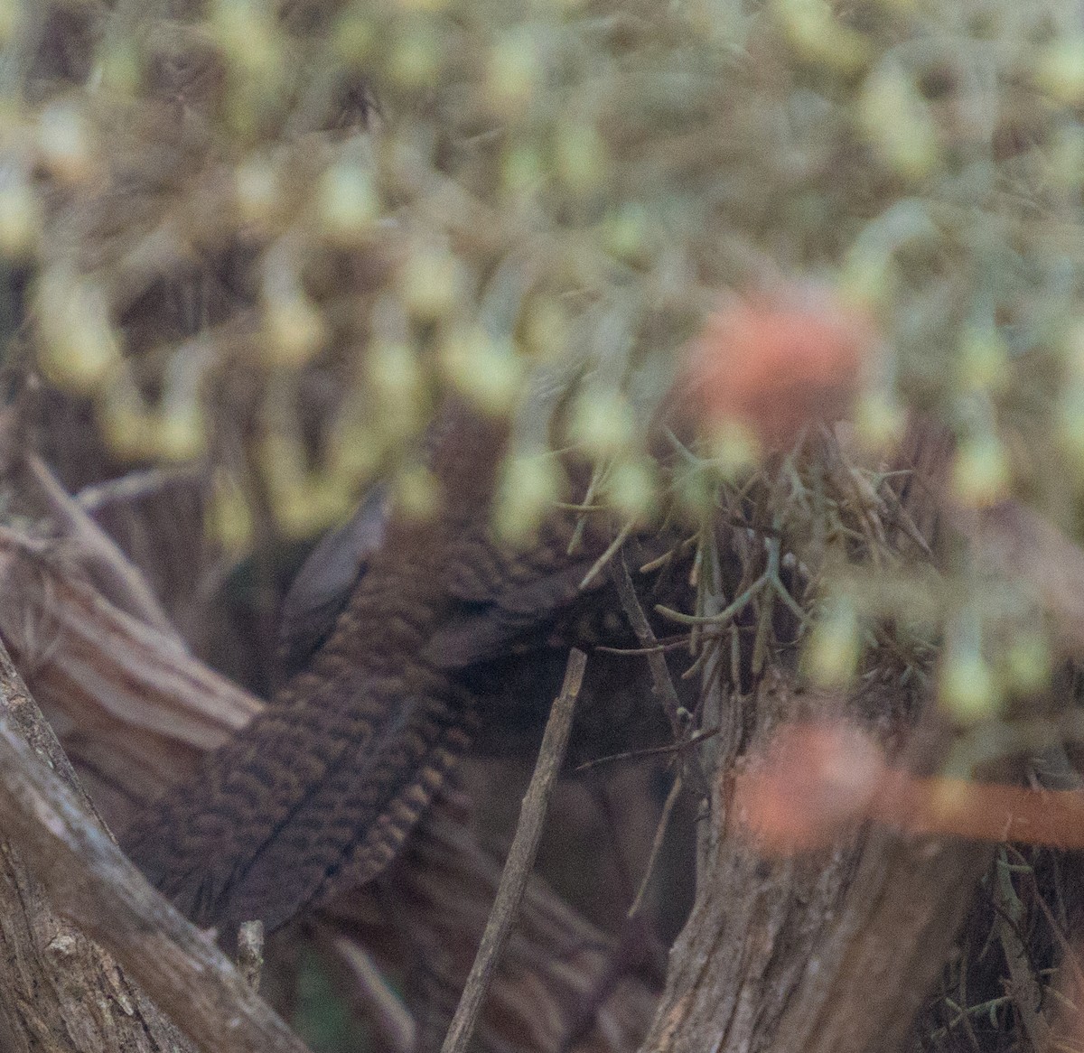 House Wren - ML269226871