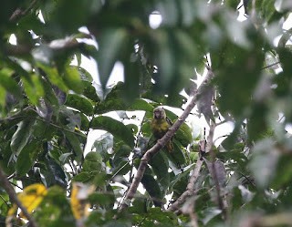 Meek's Pygmy-Parrot - ML269226891