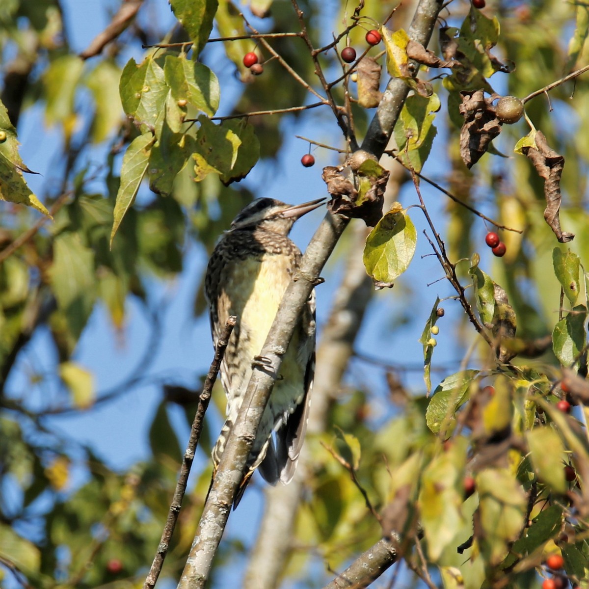 Yellow-bellied Sapsucker - ML269226921