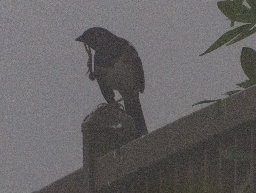 Spotted Towhee - ML269226941