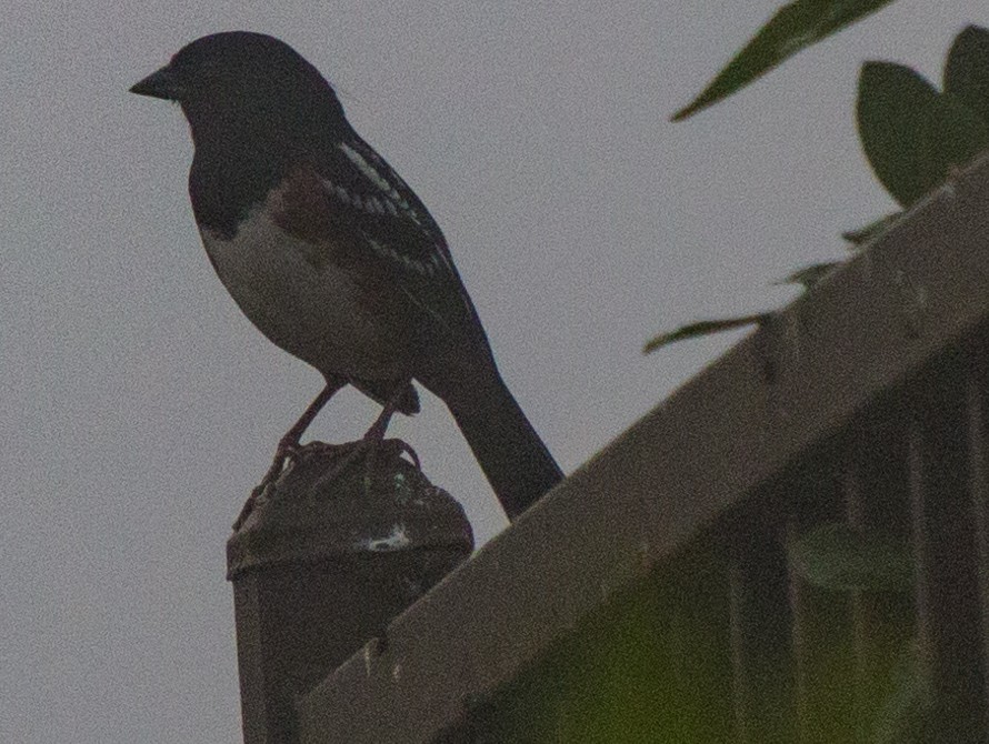 Spotted Towhee - ML269226951
