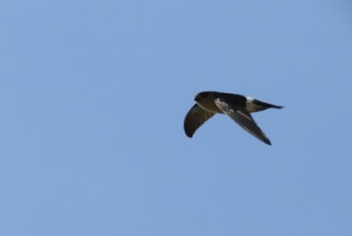 White-rumped Swiftlet - ML269226981