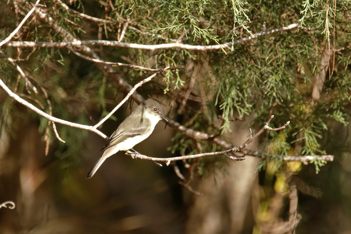 Eastern Phoebe - ML269227091