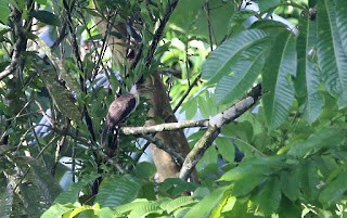 White-naped Friarbird - ML269227411