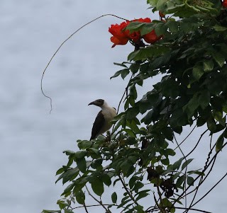 White-naped Friarbird - ML269227531