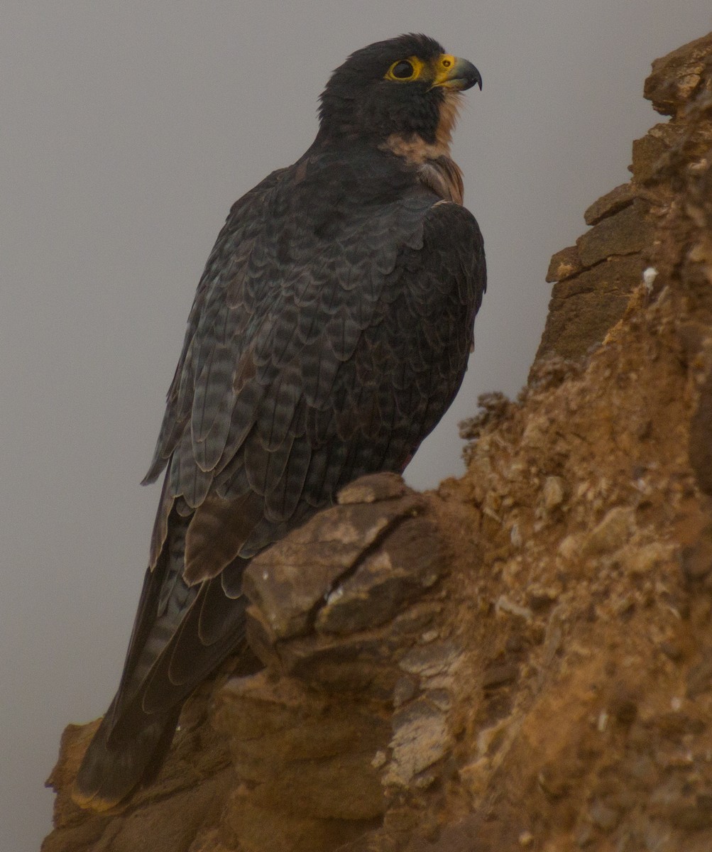 Peregrine Falcon (North American) - ML269227551