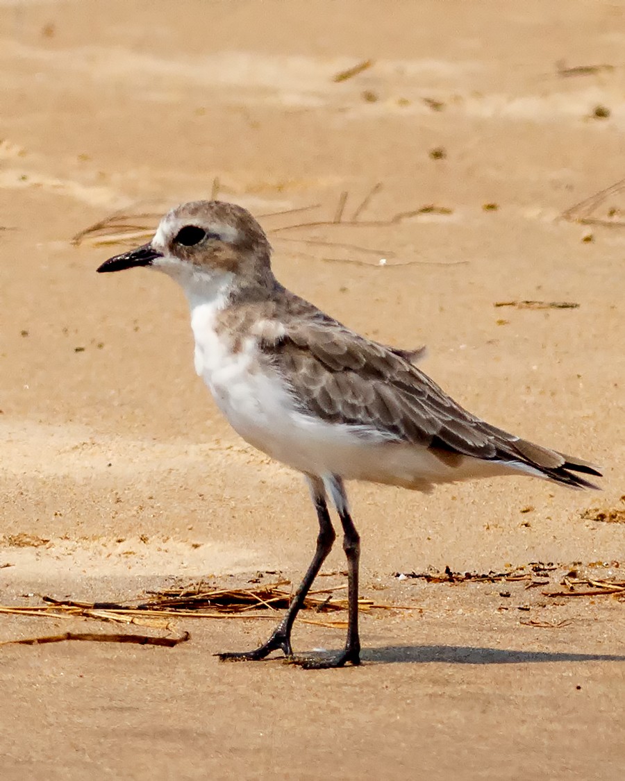 Tibetan Sand-Plover - ML26922761