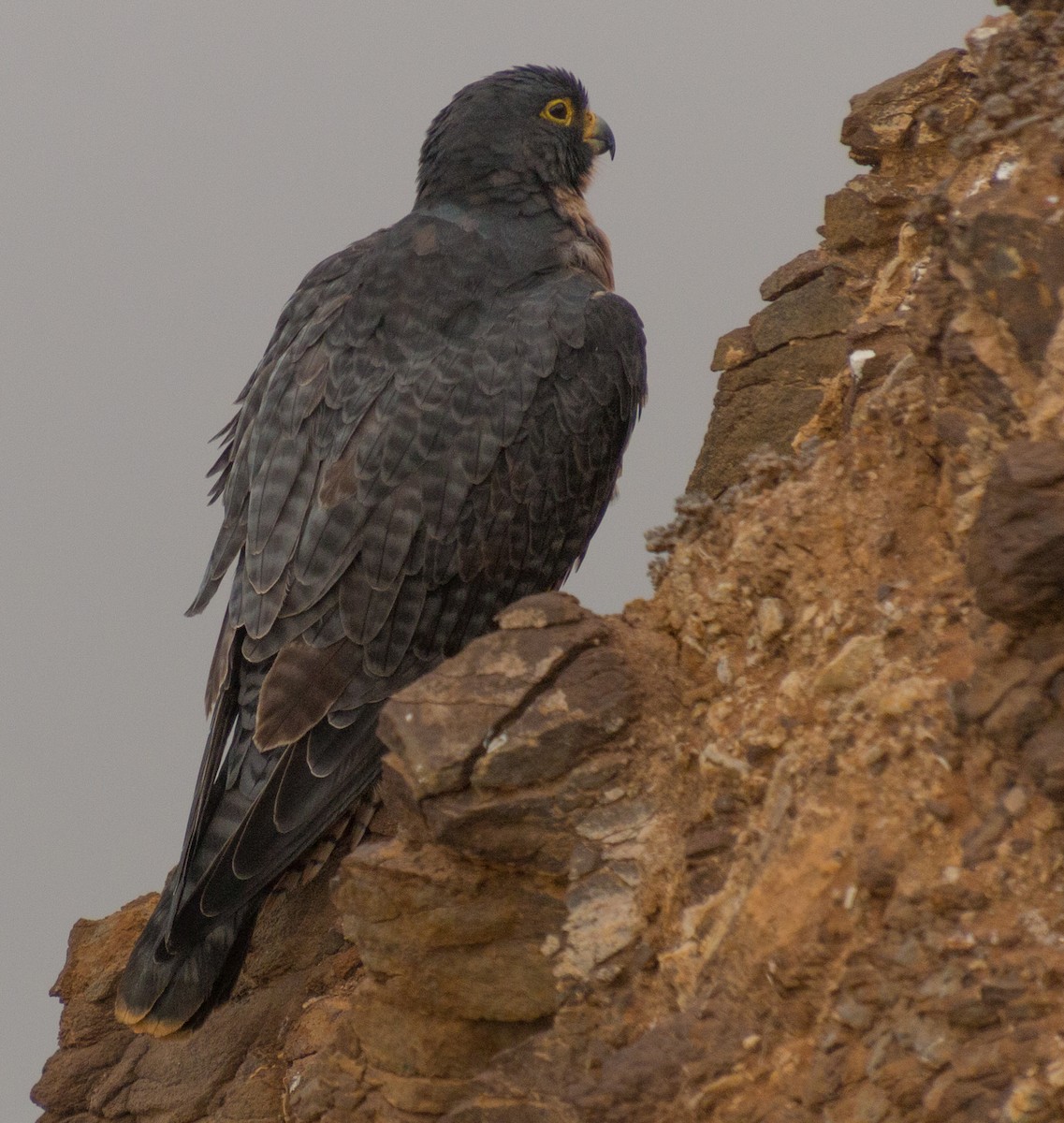 Peregrine Falcon (North American) - ML269227621