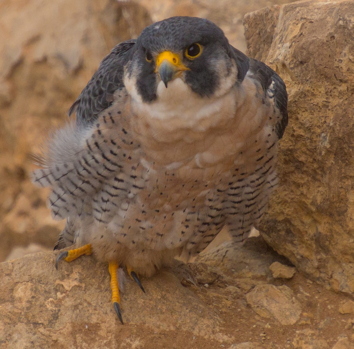 Peregrine Falcon (North American) - ML269227711