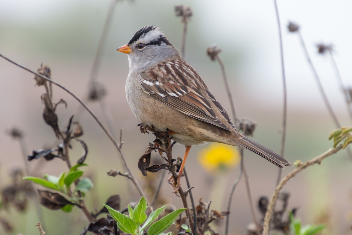 strnadec bělopásý (ssp. gambelii) - ML269227761