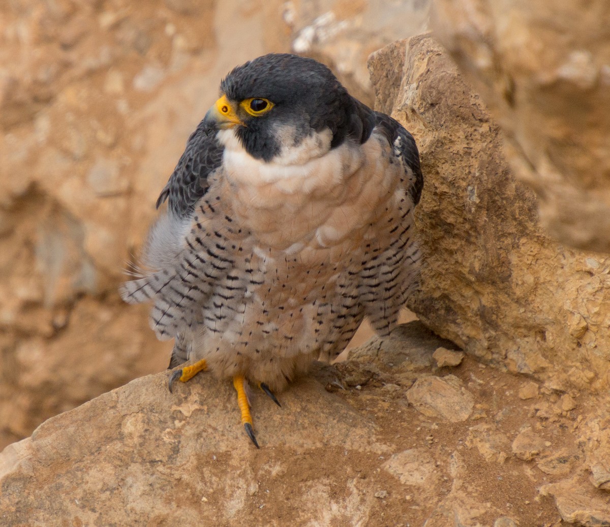 Peregrine Falcon (North American) - ML269227881