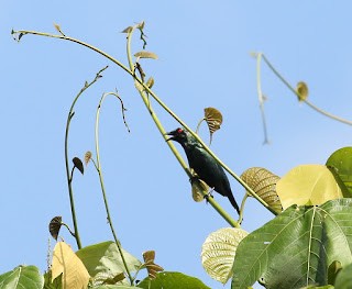 Metallic Starling - ML269229001