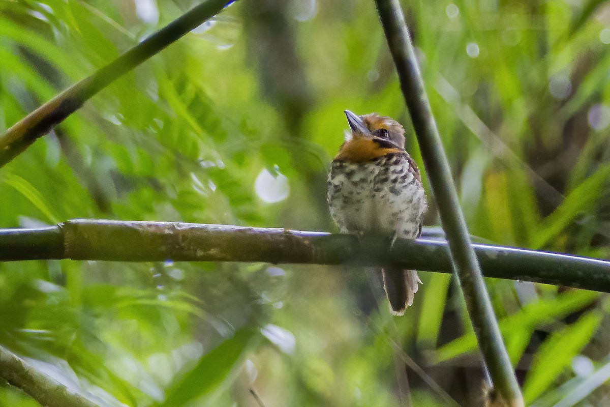 Spotted Puffbird - ML269230521