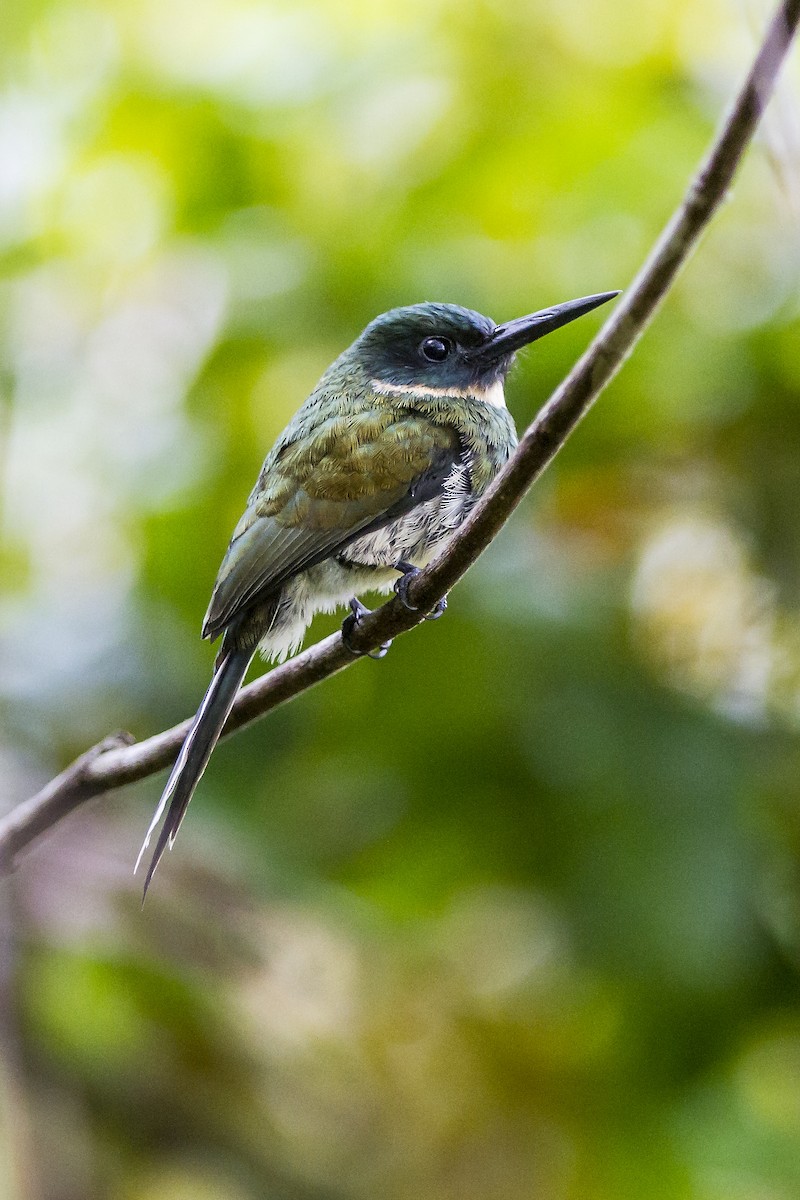 Bronzy Jacamar - ML269230601