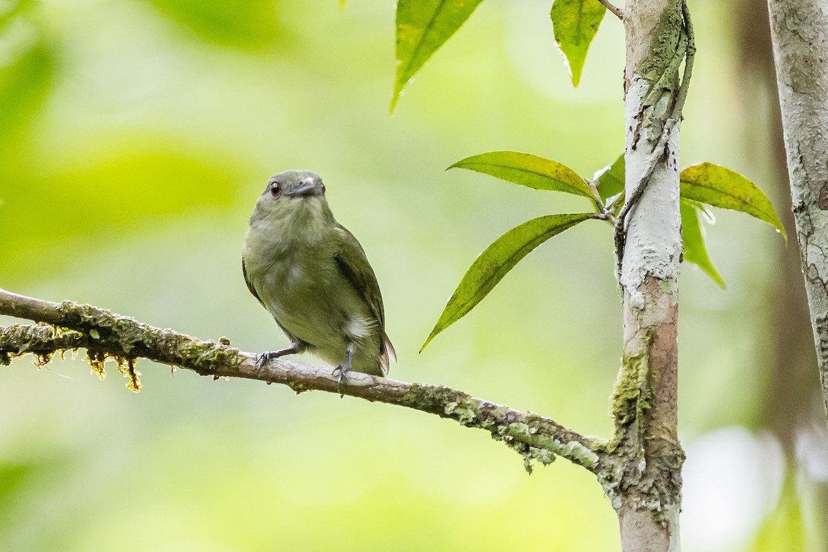 White-crowned Manakin (Guianan) - ML269230721