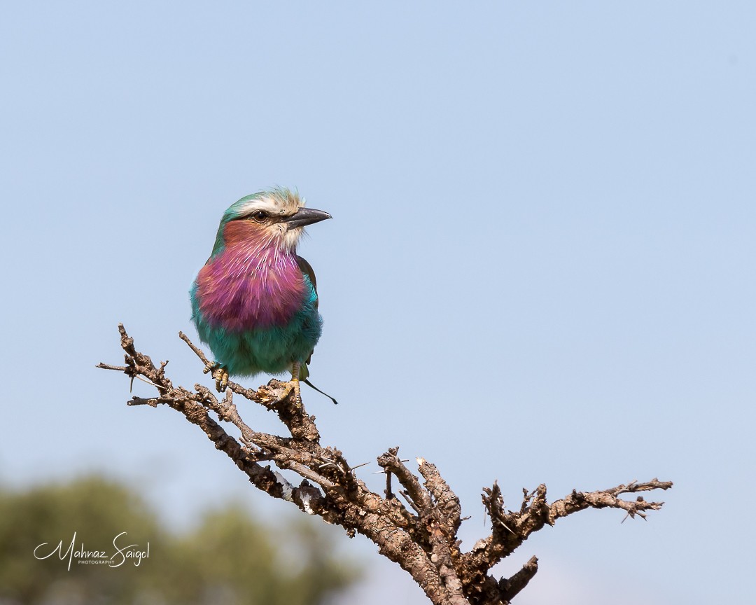 Lilac-breasted Roller - ML269231811