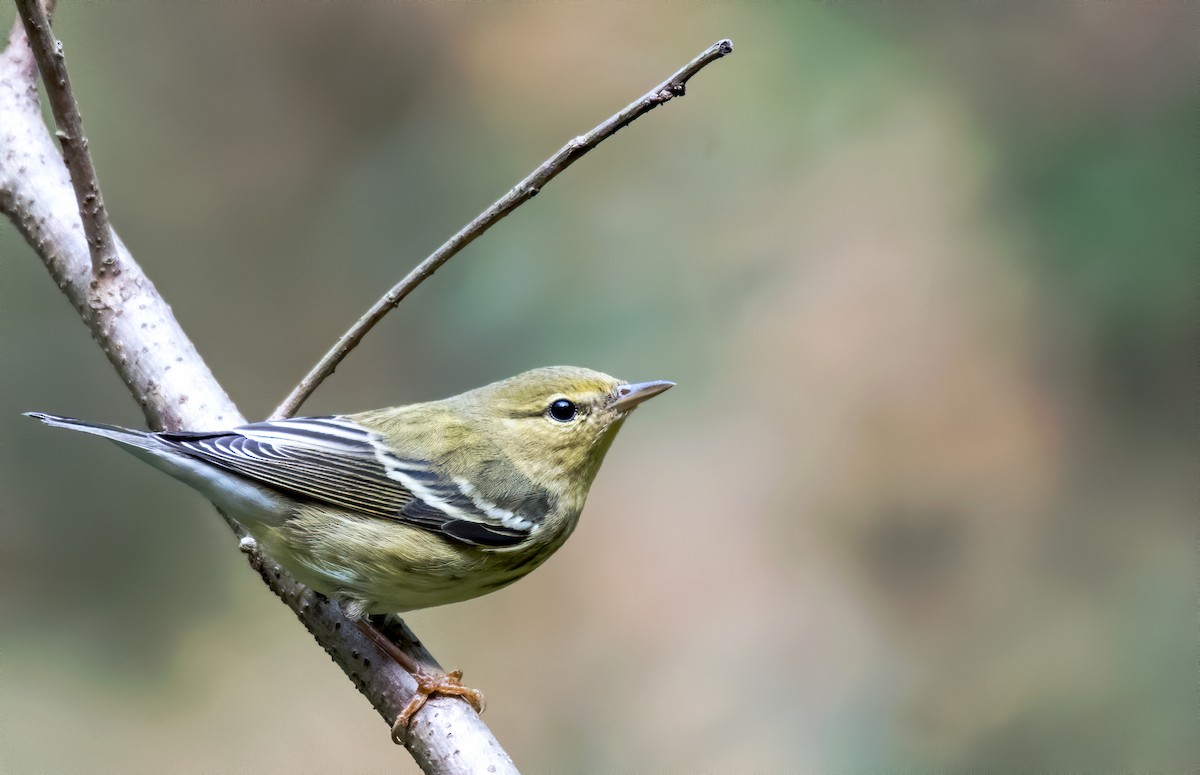 Blackpoll Warbler - Matthew Addicks