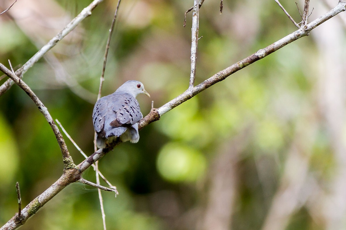 Blue Ground Dove - ML269232831