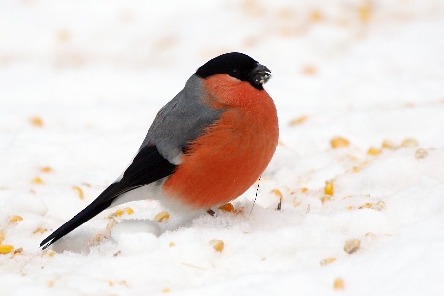 Eurasian Bullfinch (Eurasian) - Pavel Parkhaev