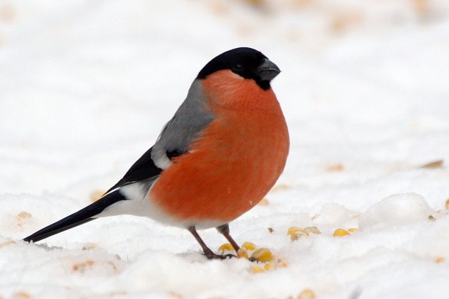 Eurasian Bullfinch (Eurasian) - ML269233011