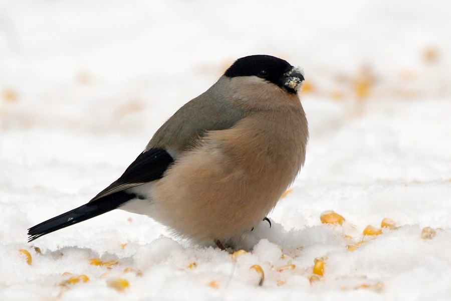 Eurasian Bullfinch (Eurasian) - Pavel Parkhaev